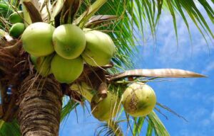 bisnis kebun kelapa